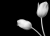 Фотообои Флора 11-120