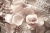 Фотообои Узоры и текстуры 4-016